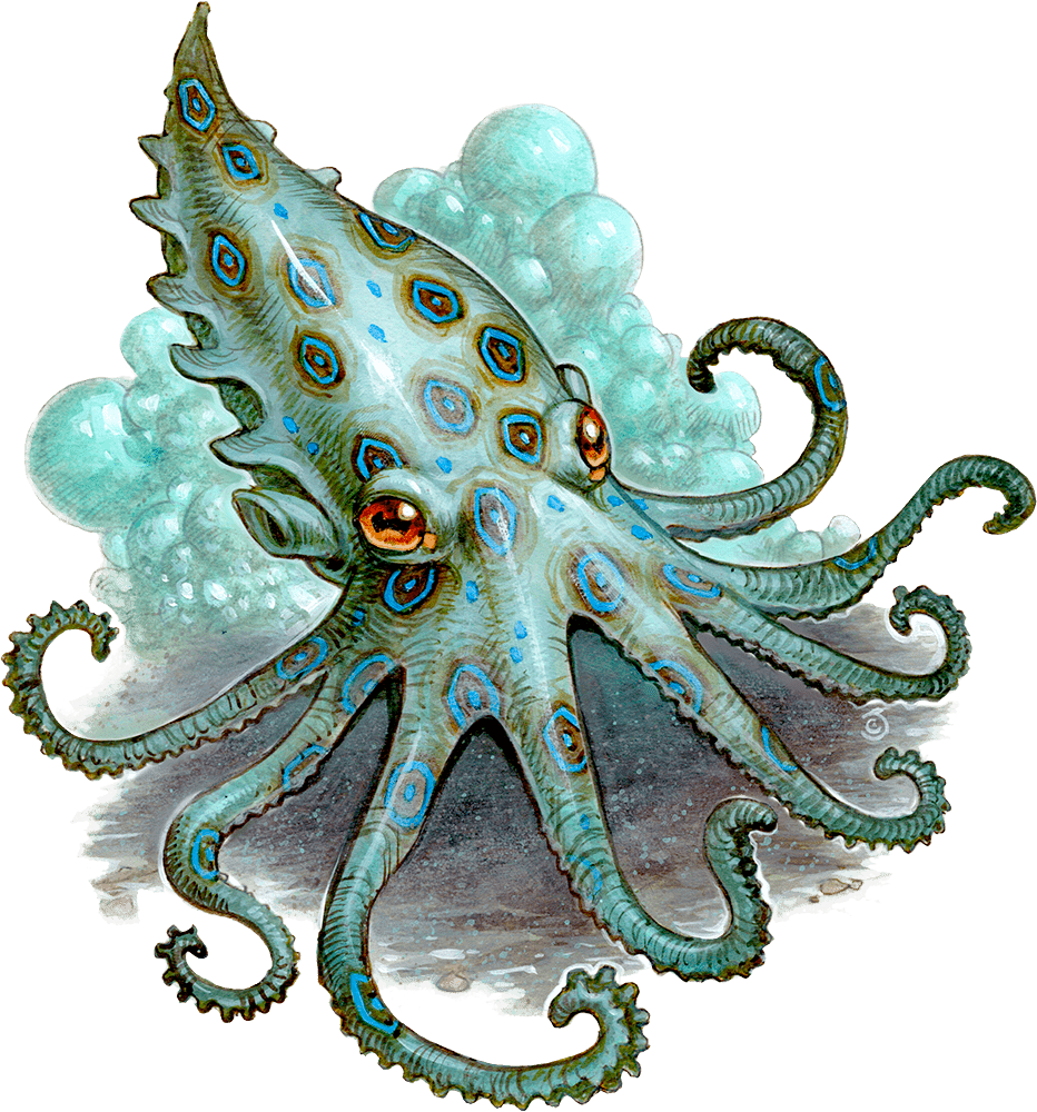 Octopus - Monsters - D&D Beyond